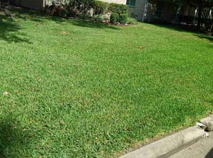 Wilton B.'s turf maintenance service result