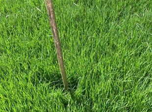 Leslie P.'s turf maintenance service result