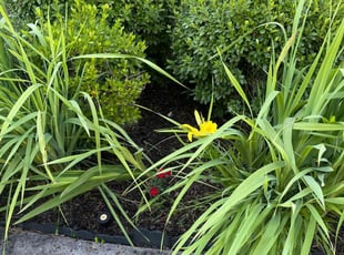 Emmy J.'s Flower Bed Weeding service result