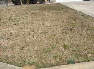 Ximena B.'s lawn care service result