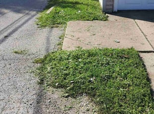 Tasha S.'s grass cutting service result