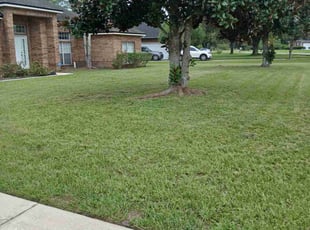 Robin A.'s turf care service result