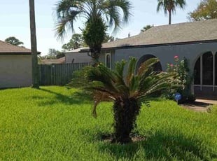 Angel C.'s grass cutting service result