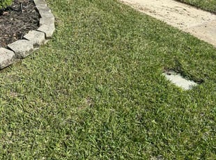 Farah Z.'s lawn care services service result