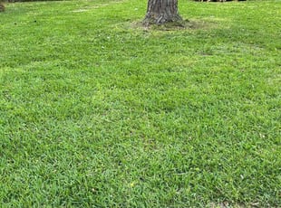 Vickie T.'s landscaping service result