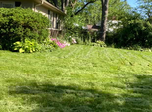 Ashleigh S.'s Long Grass Cleanup service result
