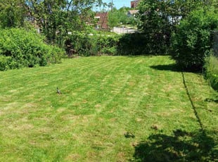 Hunter E.'s lawn care services service result