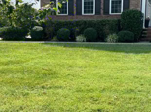 Jenelle D.'s Bush Trimming service result