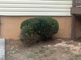 Tammy T.'s lawn maintenance service result