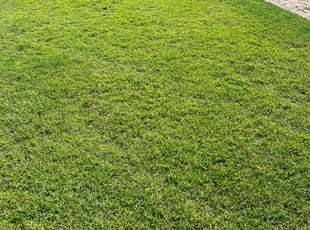 Dannielle A.'s lawn care service result