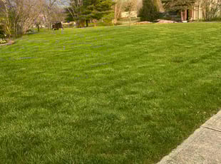 ROB L.'s lawn service service result
