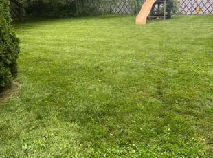 Susan C.'s turf care service result