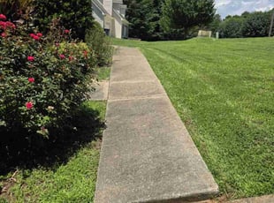 Tammy B.'s turf care service result
