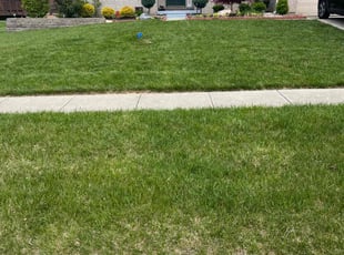 Kate H.'s lawn care service result