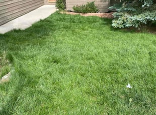 Alicia A.'s lawn care services service result