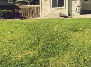 Lawanda B.'s lawn care services service result
