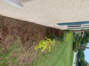 Derick D.'s Bush Trimming service result