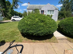 Karen B.'s Bush Trimming service result