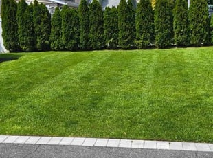 Leandra S.'s turf care service result