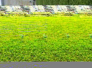 Victor V.'s lawn service service result