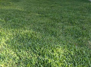 Crystal E.'s turf maintenance service result
