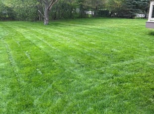 Qi J.'s lawn care service result