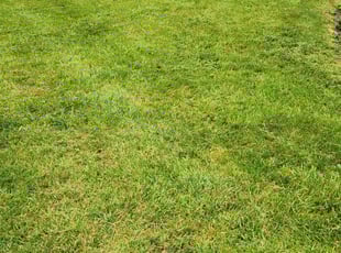 Catherine H.'s lawn care service result