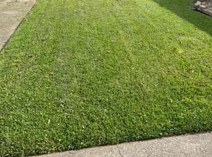 Sarah W.'s turf care service result