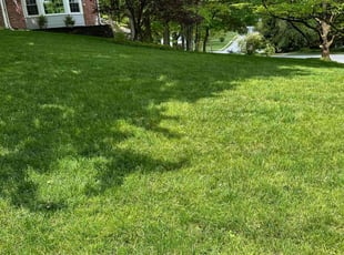 Abirami M.'s grass cutting service result