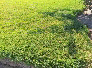 Carmen P.'s lawn care service result