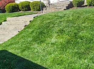 Scott C.'s grass maintenance service result