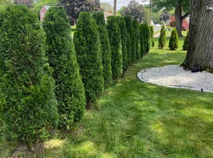 Fatima B.'s Bush Trimming service result