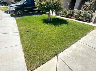 Lynnette M.'s turf maintenance service result