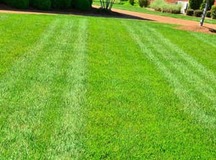 Kevin L.'s lawn maintenance service result