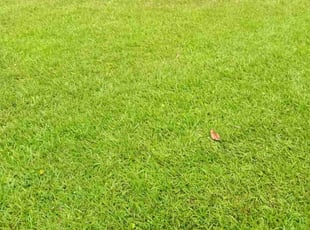 LeRon N.'s turf care service result