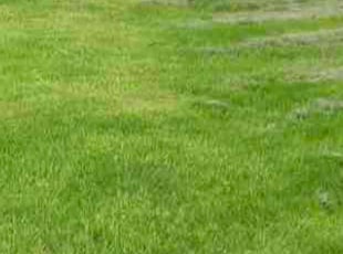 Roger M.'s grass cutting service result