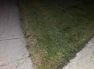Lolita H.'s lawn maintenance service result