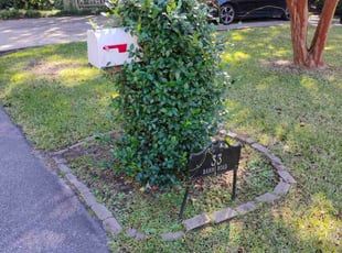 Eddie T.'s lawn maintenance service result