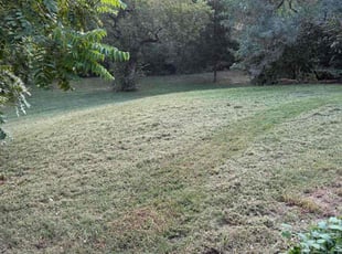 Ct T.'s turf maintenance service result