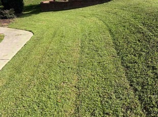 Mike D.'s turf care service result