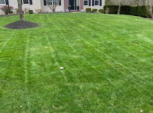 Ali A.'s turf care service result