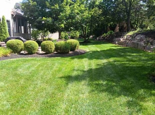 Dominic N.'s yard care service result