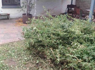 Aaron S.'s Bush Trimming service result