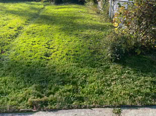 Maurice C.'s lawn care services service result