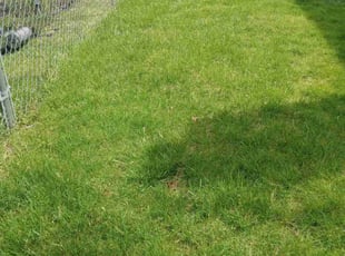 David O.'s grass maintenance service result