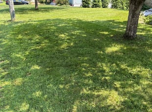 Anne J.'s turf care service result