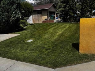 Meghna V.'s lawn care service result