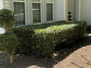 Kwanghee K.'s Leaf Removal service result