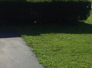 Richard M.'s Bush Trimming service result