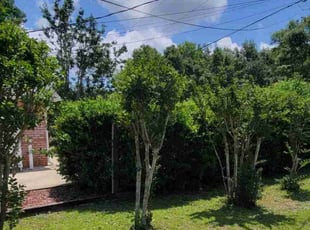 Shannon S.'s Bush Trimming service result